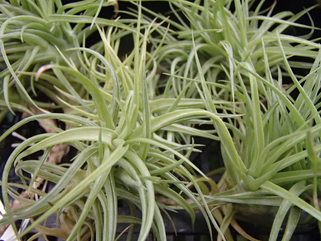 Tillandsia Aeranthos Miniata